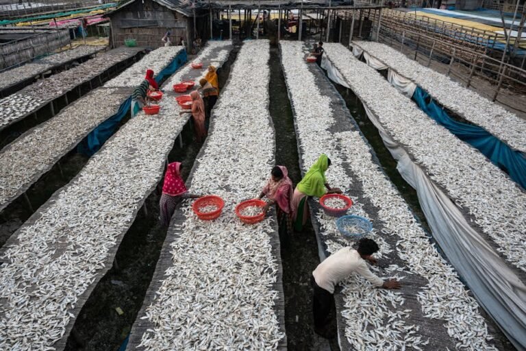 Free stock photo of bangladesh, chittagong, dryfish