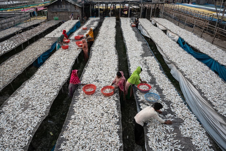 Free stock photo of bangladesh, chittagong, dryfish
