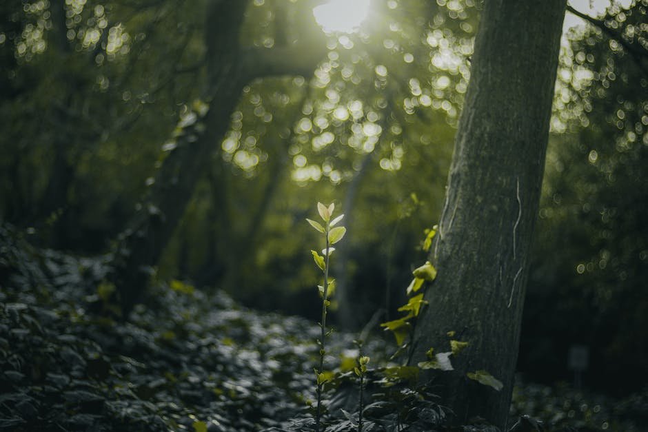 A young leaf sprout illuminated in a lush, sunlit forest scene at daybreak.