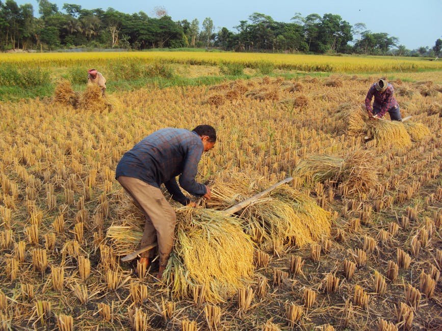 Free stock photo of bangladeshi architecture
