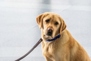 Free stock photo of animal, blue collar, breed