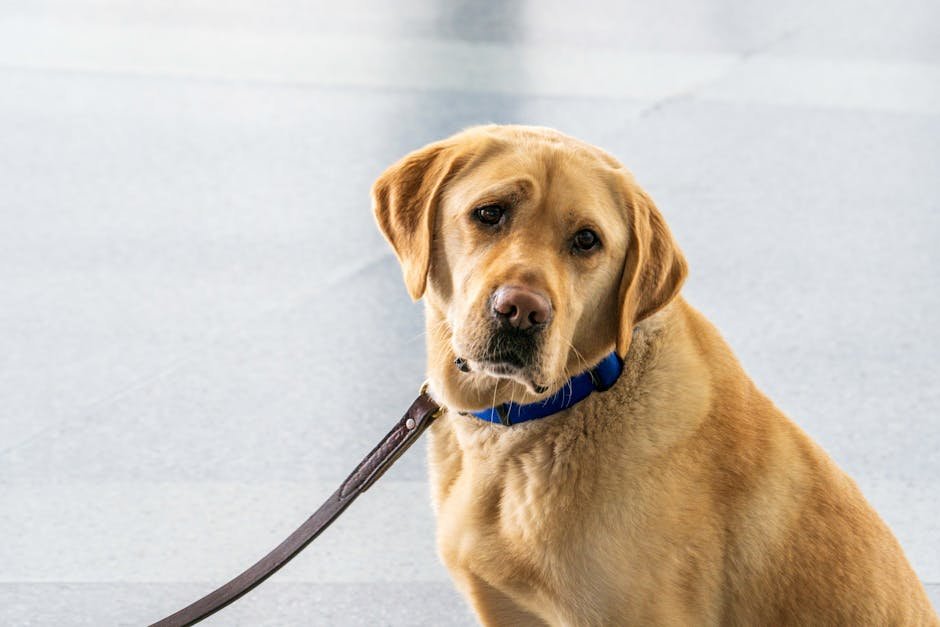 Free stock photo of animal, blue collar, breed