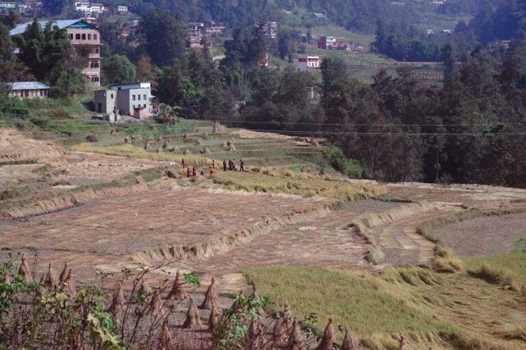 Scenic aerial shot of rural rice fields with workers harvesting, surrounded by lush foliage and village houses.