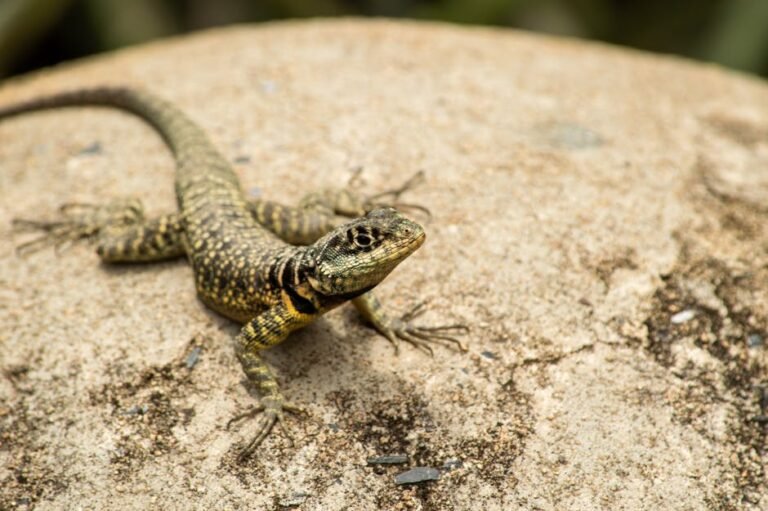 Close-up of a lizard basking on a rock in Minas Gerais, Brazil.