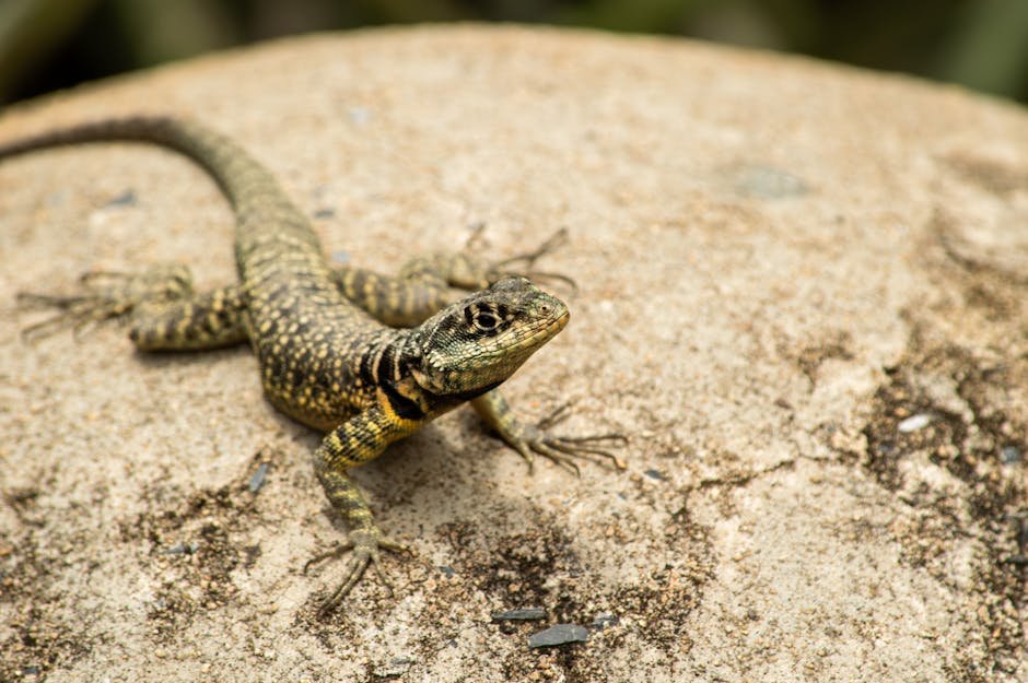 Close-up of a lizard basking on a rock in Minas Gerais, Brazil.