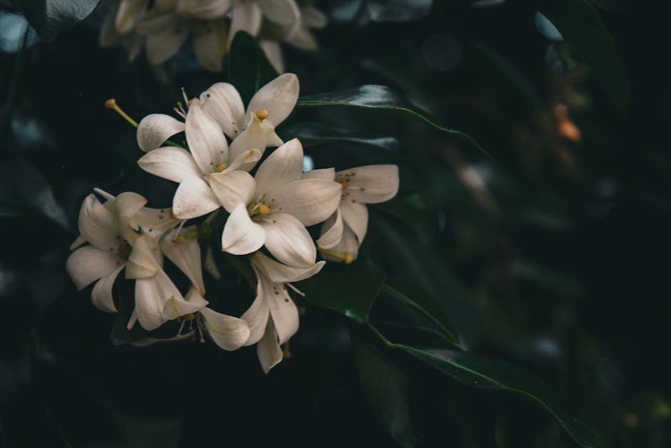 Free stock photo of 4k closeup view, 4k natur, 4k nature