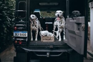 Three happy Dalmatians lounging in the back of a vehicle, creating a playful and adventurous scene.