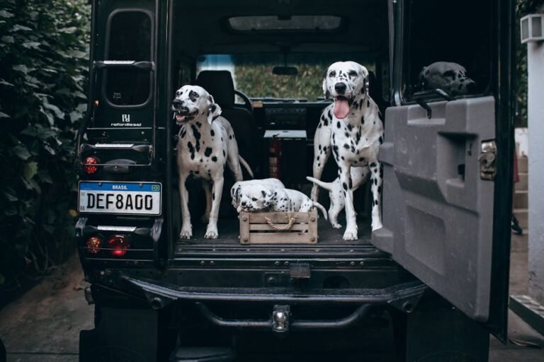 Three happy Dalmatians lounging in the back of a vehicle, creating a playful and adventurous scene.