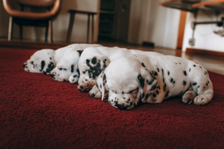 Cute Dalmatian puppies peacefully asleep on a plush red carpet indoors. Perfect scene of tranquility and warmth.