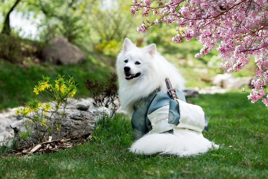 A beautiful Samoyed dog wearing a kimono sits in a park with cherry blossoms in bloom.