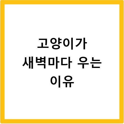 고양이가 새벽마다 우는 이유
